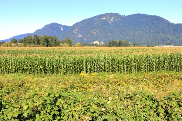 カナダの西海岸とフレイザーバレー地区で見つかったチリワック甘いトウモロコシで構成されるバンパー作物の広い 風景の眺め — ストック写真