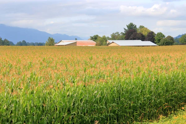 Reifer Mais Erntereif Steht Während Der Herbstsaison Auf Einem Weitläufigen — Stockfoto