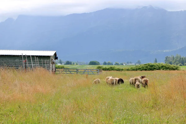 Breed Landschap Uitzicht Een Kudde Schapen Staande Hoge Zomer Gras — Stockfoto