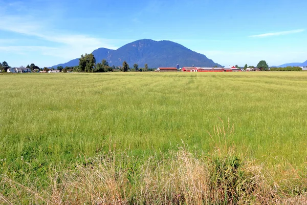 Rural Agricultural Grassland Prime Summer Growing Season Rolling Hills — Stock Photo, Image