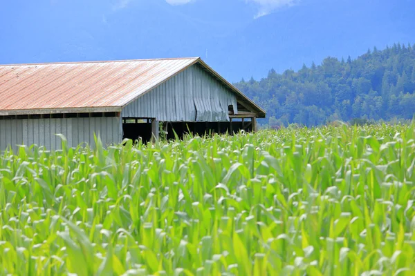 Corn Crop Growing Final Fall Stages Soon Harvested Height Begins — Stock Photo, Image