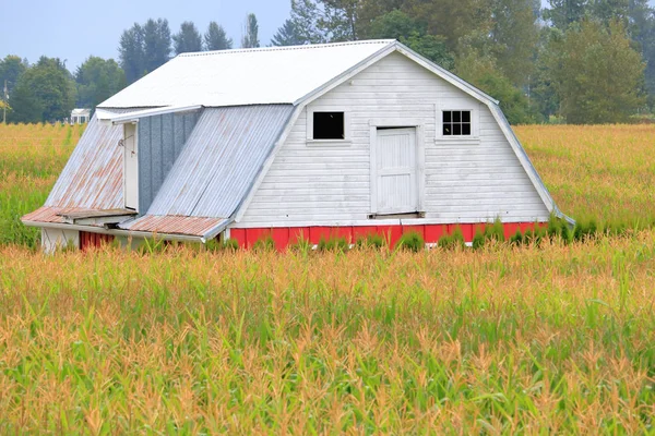 Een Oude Traditionele Noord Amerikaanse Schuur Omgeven Door Hoge Rijpe — Stockfoto