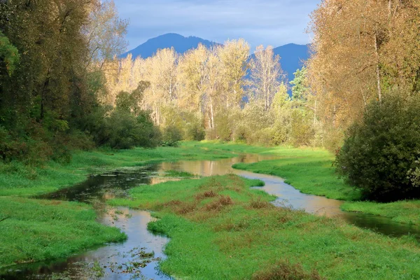 Wide View Brightly Sunlit Birch Trees Standing Edge Mountain Stream — Stock Photo, Image