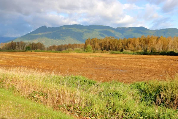 Pole Kukurydzy Zebrane Jesienią Południowo Wschodnim Krańcu Doliny Fraser Kolumbii — Zdjęcie stockowe