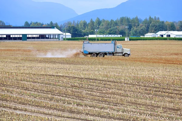 Grande Camion Trasporto Carico Mais Appena Raccolto Attraversa Campo Sulla — Foto Stock