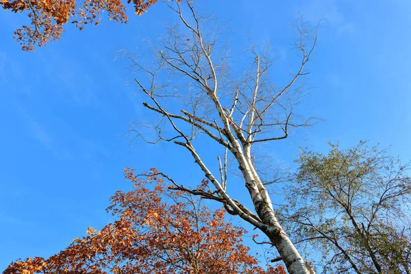 Vista Baixo Ângulo Uma Árvore Bétula Alta Com Ramos Inverno — Fotografia de Stock