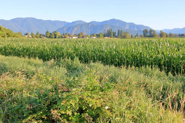 Vue Large Des Mûriers Sauvages Poussant Bordure Épais Abondant Champ — Photo