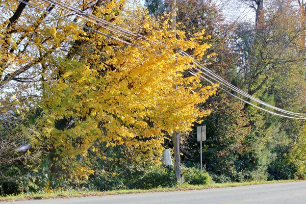 Gyllene Bladen Ett Träd Indikerar Att Vintern Närmar Sig Och — Stockfoto