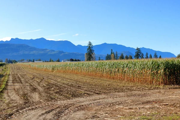 収穫の過程での作物の特徴的な兆候は トウモロコシがかつて立っていた土地の前にトウモロコシがまだ立っているところに見られます — ストック写真