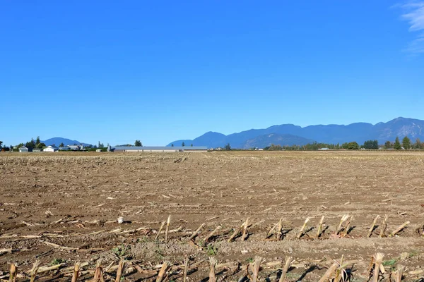 Low Angle View Harvested Corn Field Beautiful Valley Autumn Months — Stock Photo, Image