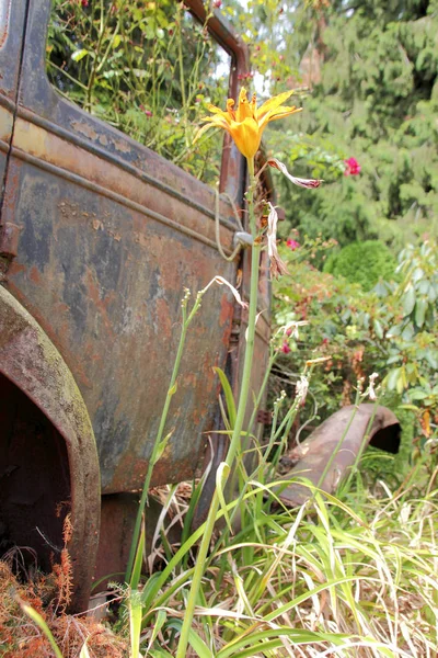 Vista Vertical Glaciar Lily Creciendo Junto Automóvil Oxidado Abandonado Jardín — Foto de Stock