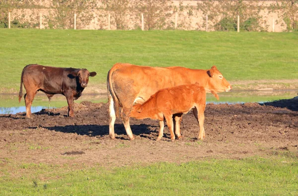 Lurido Ambiente Vitelli Sono Sottoposti Come Vitello Infermiere Una Melma — Foto Stock