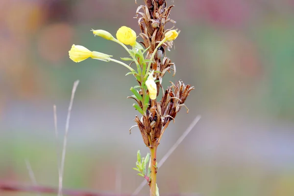 小さなカタツムリが春の開花期に野生の雑草の上に快適に座っています — ストック写真