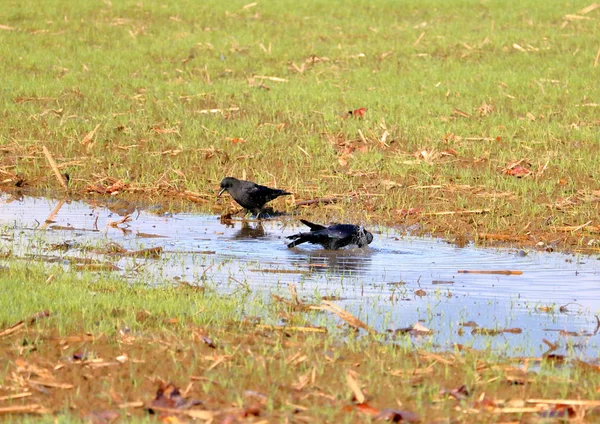 Dwa Blackbirds Znaleźli Mały Basen Wody Kąpieli Picia — Zdjęcie stockowe