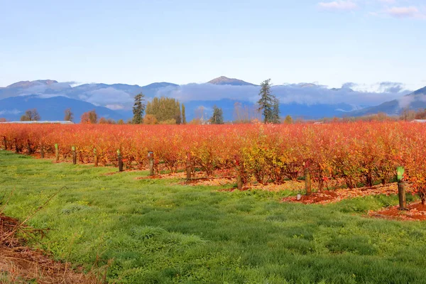 Campo Mirtilo Vermelho Profundo Contra Gramado Verde Durante Meses Outono — Fotografia de Stock