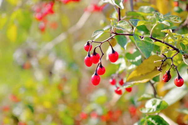 Vue Moyenne Des Baies Rouges Suspendues Aux Vignes Vertes Feuillues — Photo