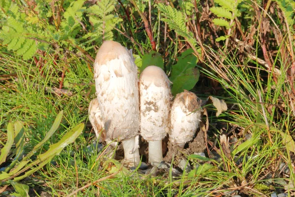 Oprinus Comatus Die Zottelige Tintenmütze Anwaltsperücke Oder Zottelige Mähne Ist — Stockfoto