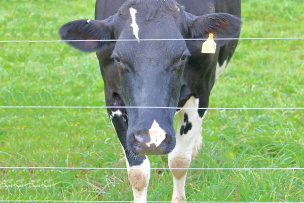 赫里福德奶牛的正面全景 奶牛正站在牧场上 前面有一个电围栏 — 图库照片