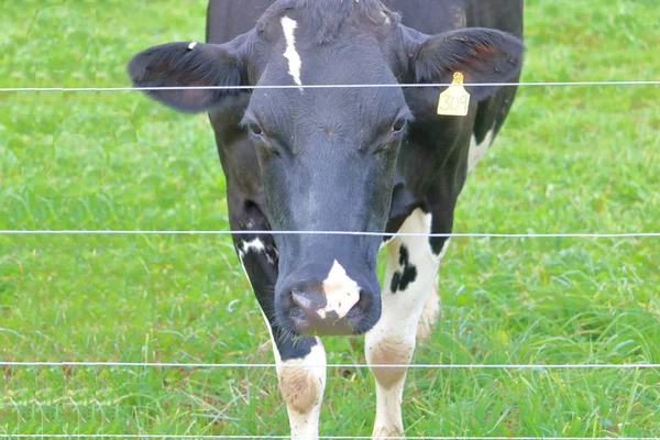 Teljes Frontális Kilátás Egy Hereford Tejelő Tehénre Aki Egy Legelőn — Stock Fotó