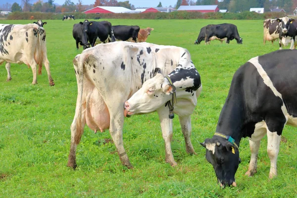 Vista Pieno Profilo Una Mucca Latte Hereford Che Pulisce Mentre — Foto Stock