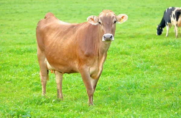 一头健康的泽西奶牛正站在她绿色的夏季牧场上的正面画像 — 图库照片