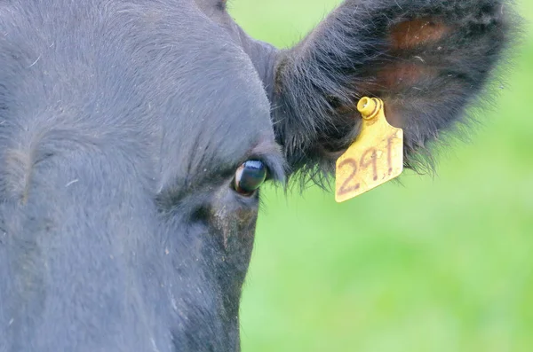 Vista Cercana Detallada Una Marca Auricular Utilizada Para Identificar Una —  Fotos de Stock