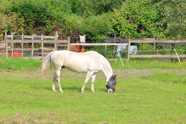 Vista Del Perfil Caballo Blanco Pastando Pasto Mientras Usa Una —  Fotos de Stock