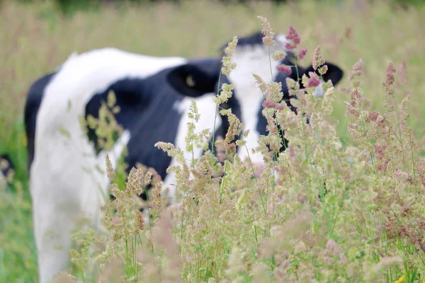 Uma Vaca Leiteira Fica Atrás Grama Alta Campo Que Foi — Fotografia de Stock