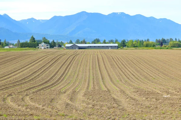 Breed Uitzicht Een Pas Geplant Grasgewas Een Vallei Tijdens Het — Stockfoto