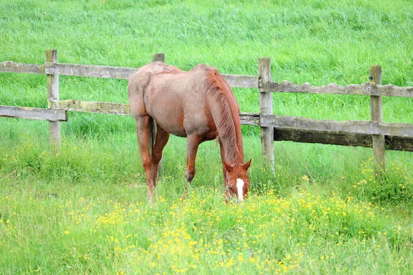 Cavallo Con Mantello Ricoperto Sottile Strato Polvere Bruca Lussureggiante Pascolo — Foto Stock
