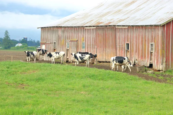 Ampla Vista Vacas Leiteiras Friesen Hereford Reunindo Torno Celeiro Madeira — Fotografia de Stock