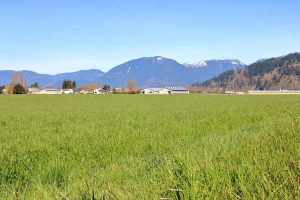 Gård Och Hektar Gräsmark Sydvästra Sardis British Columbia Kanada — Stockfoto