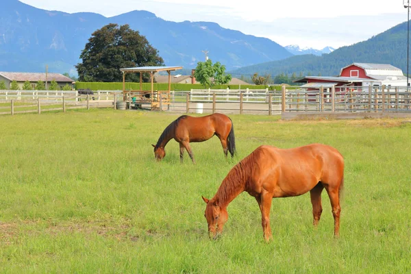 Vista Completa Del Perfil Dos Caballos Adultos Pastando Pasto Del — Foto de Stock