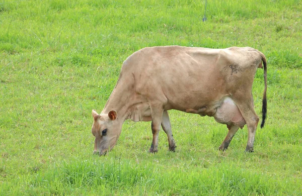泽西奶牛的全景全景 它在茂密的绿色牧场上吃草 毛茸茸的 — 图库照片