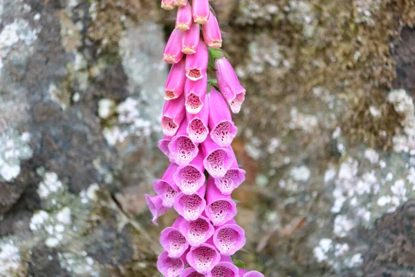 Close Detailed View Wild Foxglove Set Stone Rocky Background White — Stock Photo, Image