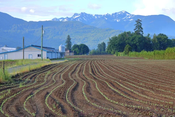 Distinctive Rows Freshly Planted Corn Mountain Valley Spring Season — Stock Photo, Image