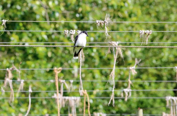 Mittlere Ansicht Einer Ausgewachsenen Scheunenschwalbe Die Auf Einem Draht Thront — Stockfoto