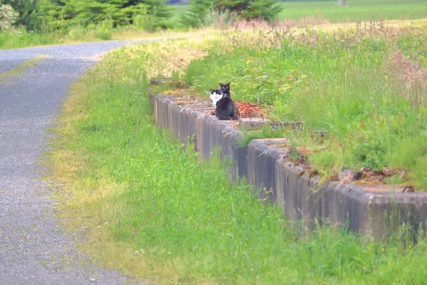 Ampla Vista Caminho Sinuoso Onde Dois Gatos Celeiro Sentam Socializam — Fotografia de Stock