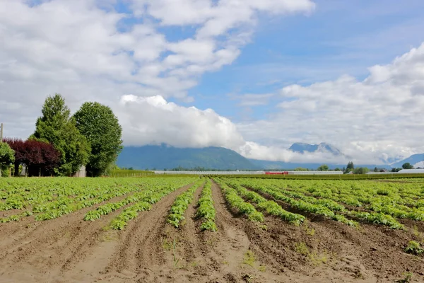 Dal Landsbygd Och Rader Potatis Som Växer Vårsäsongen Stor Gård — Stockfoto