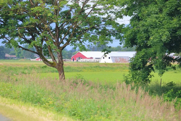 Des Bâtiments Agricoles Rouges Blancs Sont Vus Travers Bosquet Arbres — Photo