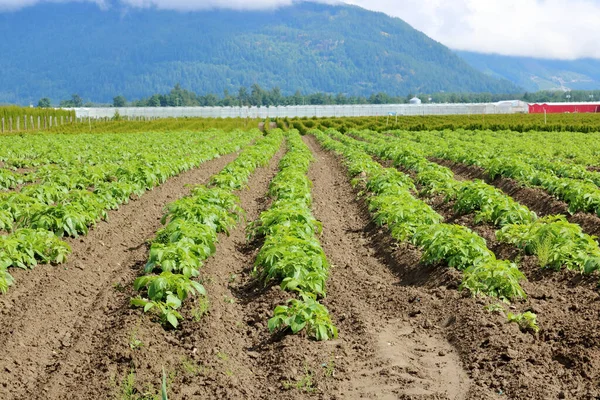 Velká Komerčně Pěstovaná Zeleninová Farma Kde Celý Rok Pěstují Skleníky — Stock fotografie