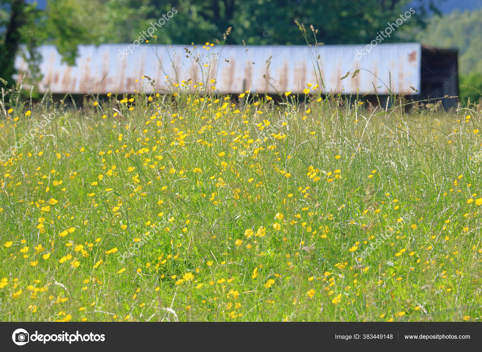 Wide View Rural Country Grassland Covered Buttercups Which Poisonous Eat Stock Photo C Modfos Wide View Rural Country Grassland Covered Buttercups Which Poisonous Eat Stock Photo C Modfos