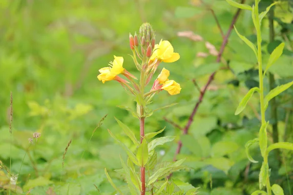 Close Detailed View Common Weed Yellow Flowers Growing Spring Months — Stock Photo, Image