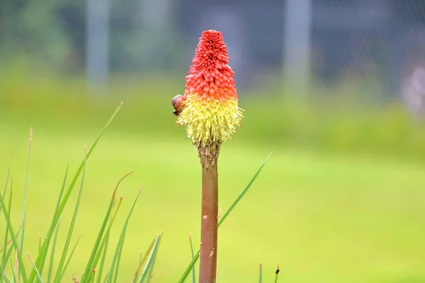 Close Detailed View Red Hot Poker Plant Snail Attached Left — Stock Photo, Image