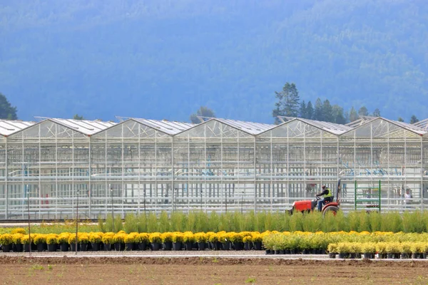 Wide View Greenhouse Laborer Driving Small Tractor Right Left — Stock Photo, Image