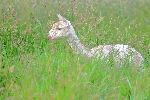 一头白色成年美洲驼的躯干 颈部和头部站立在高耸的夏草中的左侧轮廓图 — 图库照片