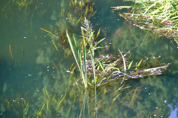 沼の葦と水中植物の濁った緑の景色 — ストック写真