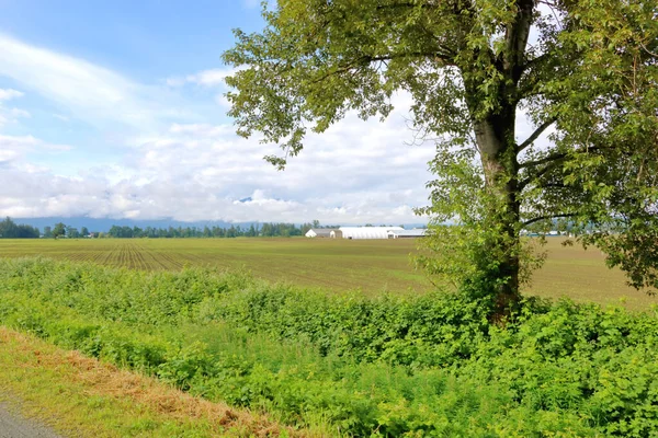 Vue Panoramique Belles Terres Agricoles Pendant Les Mois Été Avec — Photo