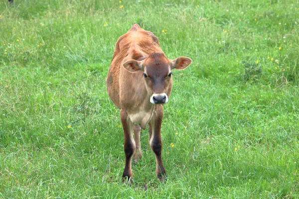 泽西岛小牛犊独自站立在绿色牧场的全景 — 图库照片