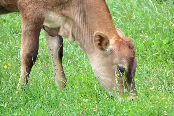 Den Tjocka Gröna Sommaren Gräs Och Närbild Profil Jersey Kalv — Stockfoto